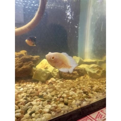 Jual Ikan Hias Oscar Tiger Albino Dan Tiger Black Shopee Indonesia