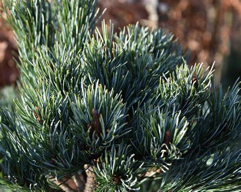 Pinus Parviflora Negishi Kopen Japanse Witte Den