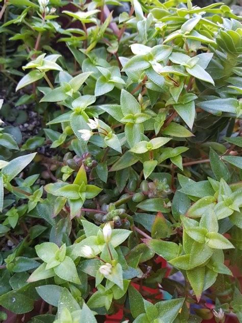 A Bush With Lots Of Green Leaves On It