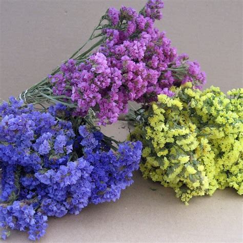 Semillas De Statice Flor Siempre Viva Mix De Colores - $ 4.990 en ...