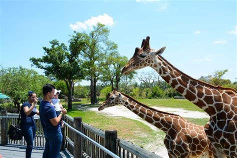 Things to do at the Miami Zoo: Animals, Attractions, Tickets...