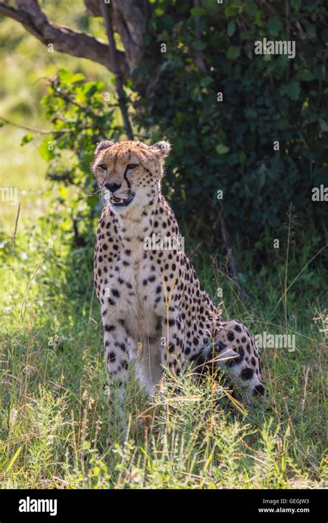 Cheetah Sitting Under A Tree And Looking For Prey Masai Mara Kenya