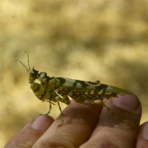 Encounters in East Africa: Spiny Flower Mantis