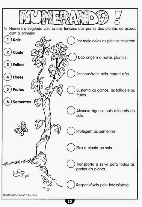 Atividades De CiÊncias Plantas FotossÍntese Ciclo Da Água ExercÍcios