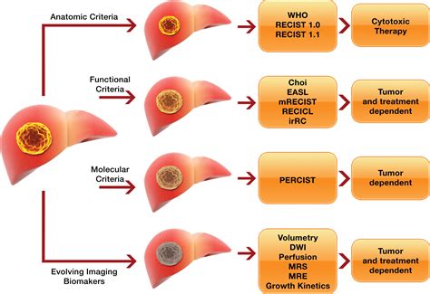 Assessment Of Liver Tumor Response To Therapy Role Of Quantitative Imaging Radiographics