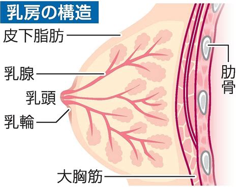 （1）日頃から乳房を意識してみましょう！～乳房セルフチェックについて～ 岡山中央病院乳腺外科医師 今田孝子｜岡山の医療健康ガイド Medica