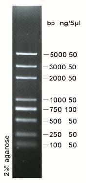 D2000 plus DNA Ladder Marker 1005000bp 美仑生物