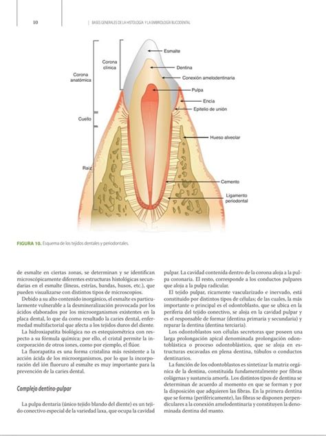 Libro De Histolog A Embriolog A E Ingenier A Tisular Bucodental Pdf