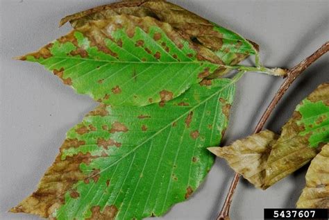 Beech Leaf Disease Invasive Species Centre