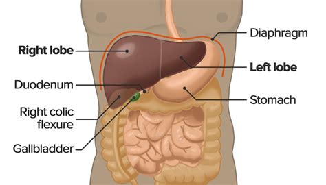 Liver Anatomy Concise Medical Knowledge