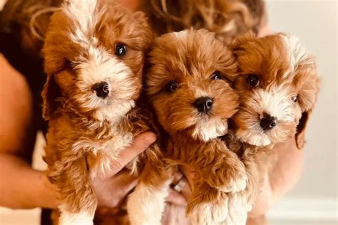 Cavapoo Puppies For Sale In Pennsylvania