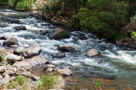 Obi Obi Creek Maleny Sunshine Coast Hinterland Birds Wildlife