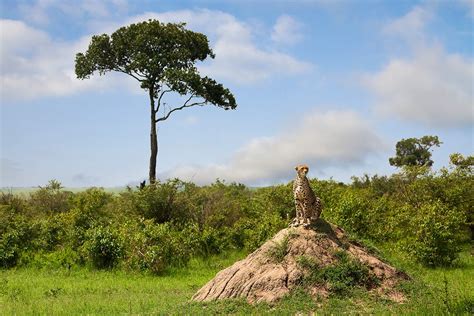 Termite Mounds are Mind-Blowing Metropolises | Thomson Safaris