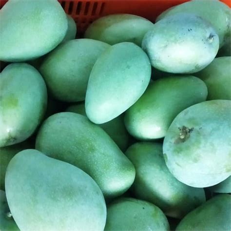 Organic Green Mango At Best Price In Shimoga Karnataka Tio Materno