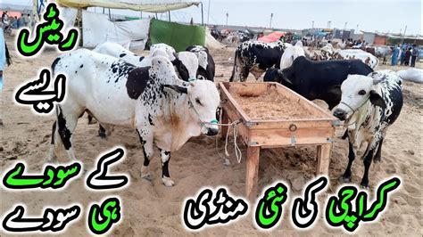 Soday Hi Soday Karachi Ki Sasti Mandi Bakra Eid Noorani