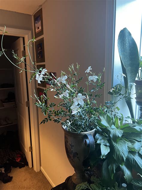 so i bought a jasmine plant… best decision ever made ️ : r/houseplants