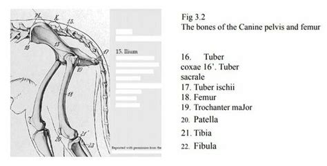 Canine Hindlimb Anatomy Physiopedia