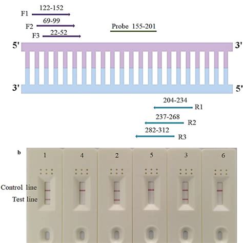 Detection Of Clinical Samples By RPA EXO RPA LFD And Conventional