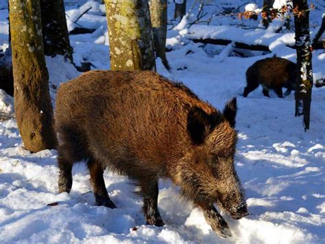 Welche Ger Usche Machen Wildschweine Waldpedia De