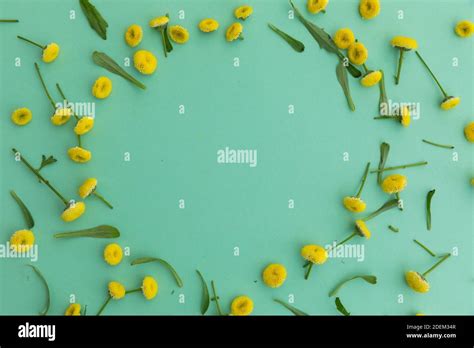 Multiple Yellow Flowers And Leaves Forming Circle On Green Background