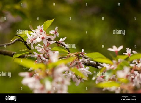 Prunus Subhirtella Stellata Hi Res Stock Photography And Images Alamy