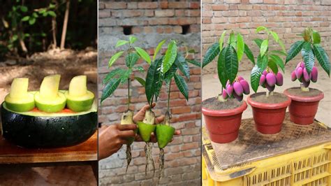 Wonderful Skill Technique Grafting Mango Tree Growing Fast With Aloe