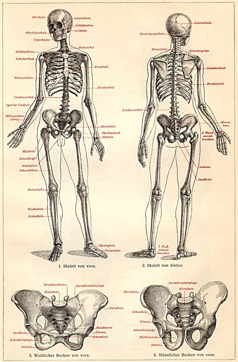 Anatomie Du Squelette Humain Anatomie Squelette Art Th Me Anatomie