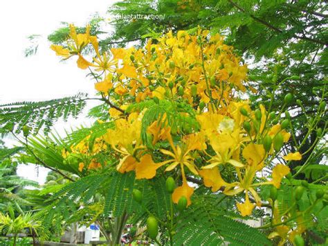 Plantfiles Pictures Royal Poinciana Flame Tree Flamboyant Delonix