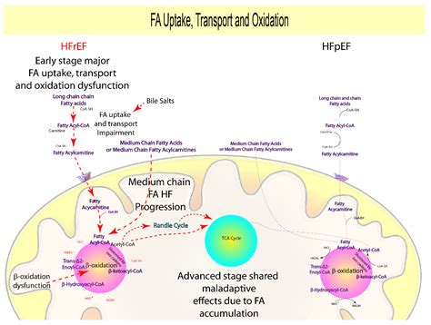 Stages Of Metabolism