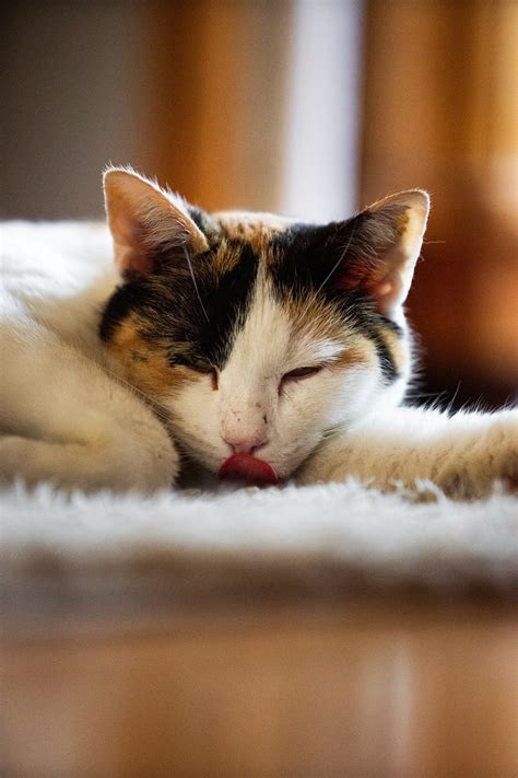 Cat Sleepy Asleep Free Photo On Pixabay Pixabay