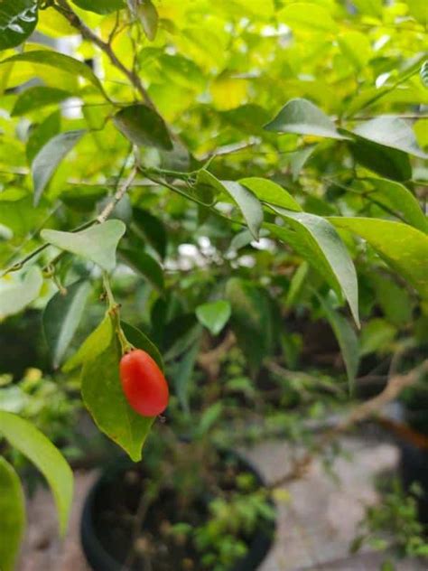 Goji Culture Entretien R Colte Des Baies Et Bienfaits