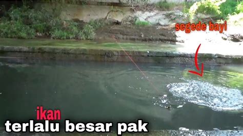 Mancing Diparit Kecil Gak Nyangka Jadi Sarang Ikan Nila Bobon Liar