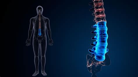 Premium Photo | Human skeleton spine anatomy 3d illustration