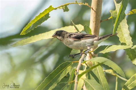 Corbatita Overo Sporophila Lineola Ecoregistros