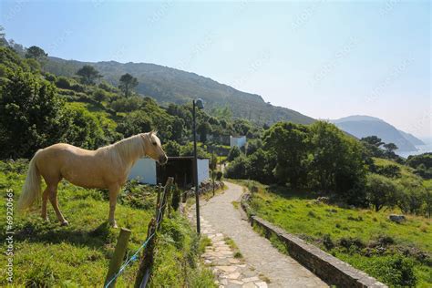 Horse in a Galician landscape Stock Photo | Adobe Stock