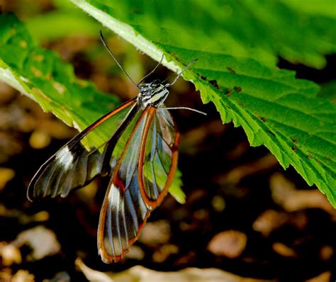 Glasswing Butterfly | Starmind Conservation