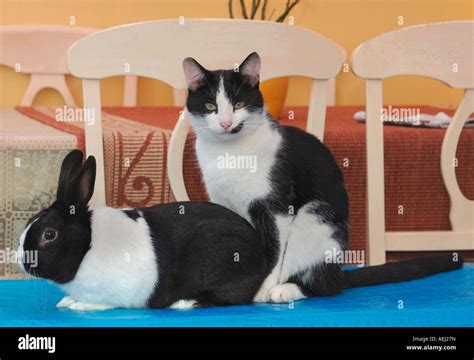 Pet Cat And Rabbit Together Stock Photo Alamy