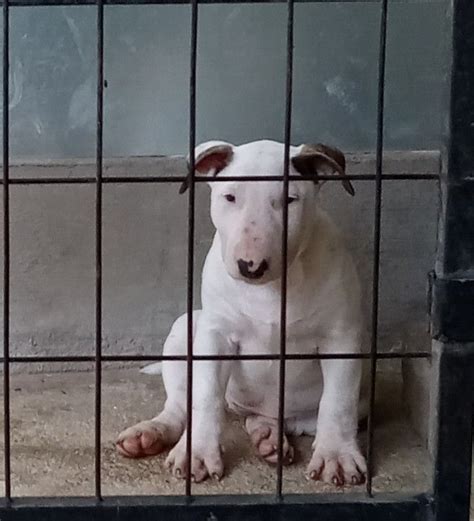 Bull Terrier Puppies For Sale - AKC PuppyFinder