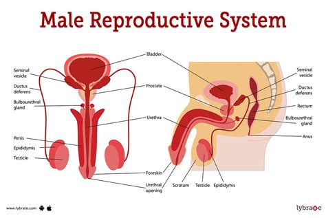 Male Reproductive System Human Anatomy Picture Functions Diseases