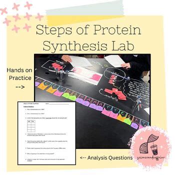 Steps of Protein Synthesis - Hands on Review Lab by scienceandcaffeine