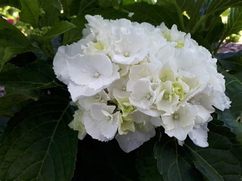 Zielono Zakręceni Hortensja Ogrodowa Hydrangea Macrophylla White