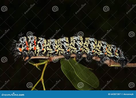 Mopani Worms From Mopani Tree Royalty Free Stock Image Cartoondealer