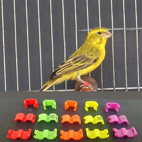 Bird Leg Ring 60pc 6 Color Clip Ring 3mm 4 5mm 4mm 5mm Parrot Canary