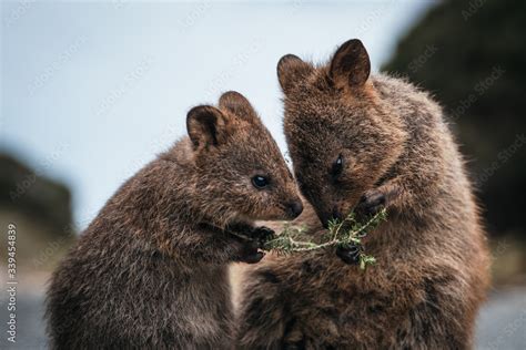 Cute Baby Quokka