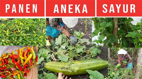 PANEN ANEKA SAYUR DI SAWAH BEGINILAH HIDUP DI DESA SAYURAN TUMBUH