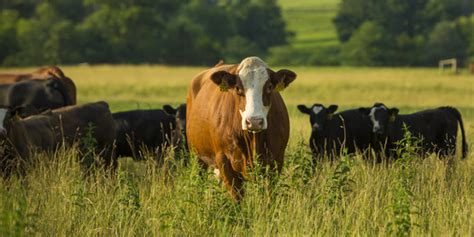 Cornell Cooperative Extension | Raising Beef Cattle