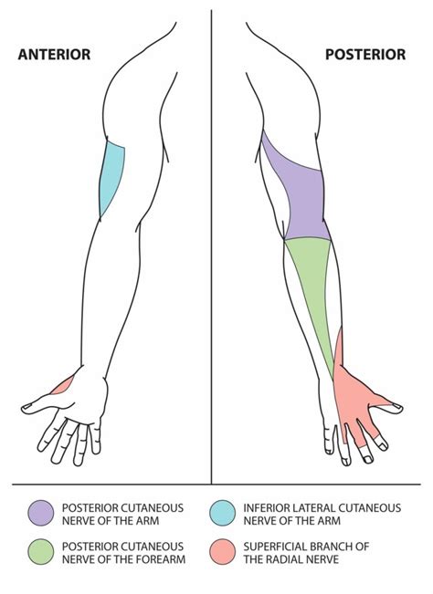 Of The Radial Nerve article will cover the anatomical details as well ...