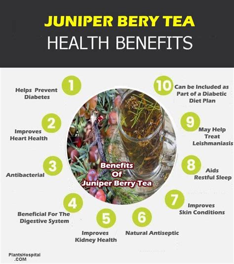 Juniper Berry Tea: Top 11 Health Benefits, Uses & Warnings (With Video)