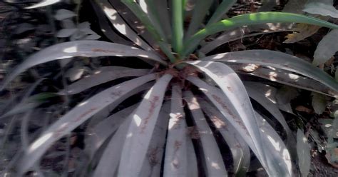 Garden Care Simplified: Agave Plants