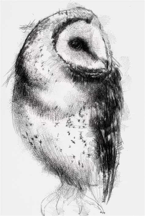 Beautiful Barn Owl Drawing